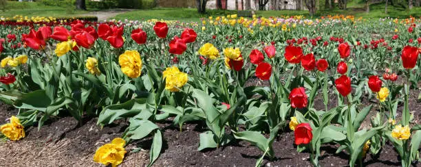 Forest glade with the spring blossoming fine tulips near the forgotten european destroyed village. Panoramic May sunny day landscape.