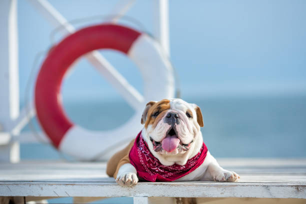 cucciolo carino di cane toro inglese con viso divertente e bandana rossa sul collo vicino al galleggiante rotondo bouy salvavita - groping foto e immagini stock