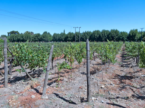 istock Wine industry in Maule valley, Chile 683957350