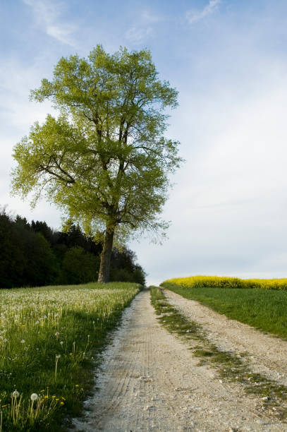 istock country lane 683957380