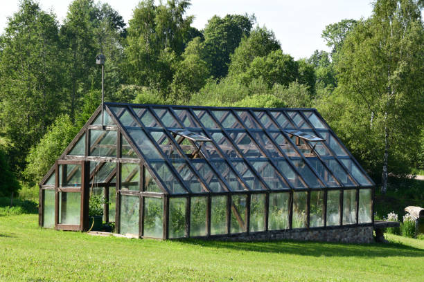 istock Vegetable gardening in a greenhouse. 683968050