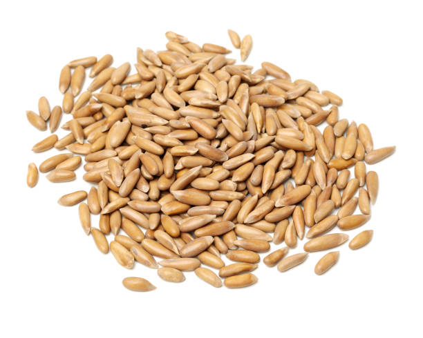 istock Pine nuts coming from Brazil  isolated  on white background 683969642