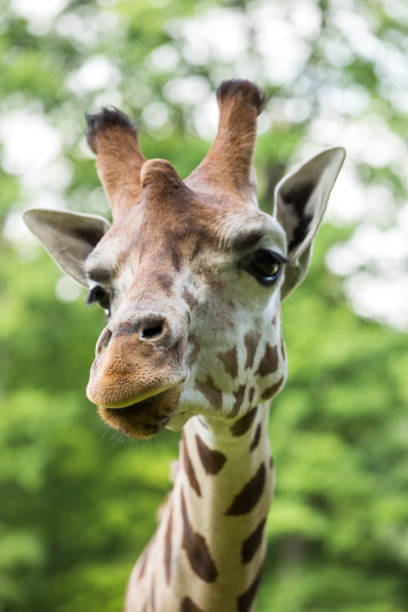 istock Close up of beautiful giraffe 683970000