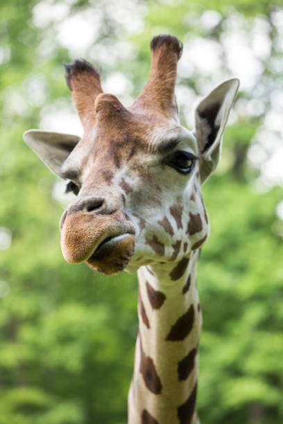 istock Close up of beautiful giraffe 683970004