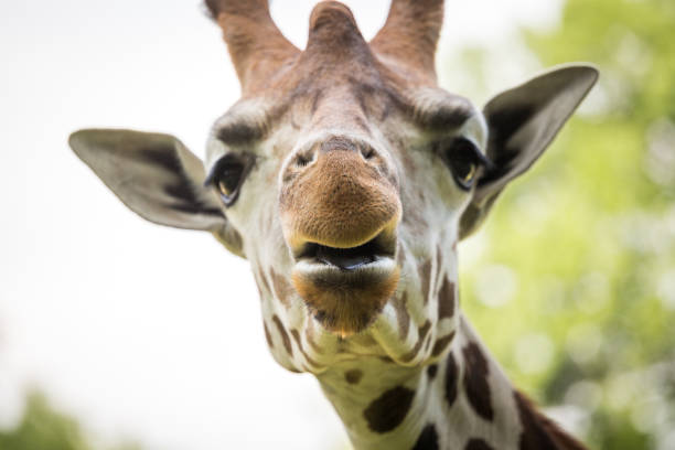 istock Close up of beautiful giraffe 683970160
