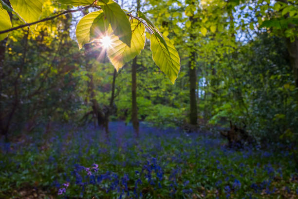 istock Bluebells at Lickey Hill Country Park 683972926