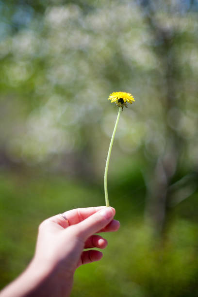istock yellow dandelion flower close up, macro, spring background 683973278