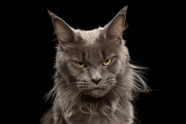 close-up portrait maine coon cat on black background - anger feline animal black imagens e fotografias de stock