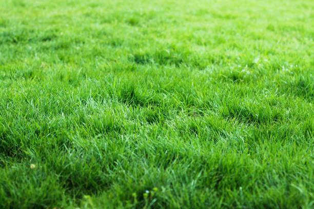 grüne gras textur vom feld  - green field agriculture summer stock-fotos und bilder