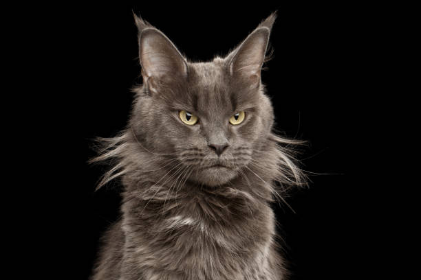 istock Close-up Portrait Maine Coon Cat on Black Background 683980592