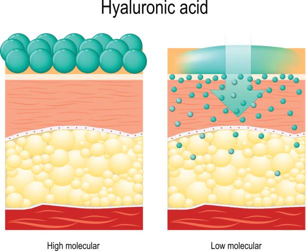 Hyaluronic acid. Hyaluronic acid. Hyaluronic acid in skin-care products. Low molecular and High molecular. Difference epidermal cell stock illustrations