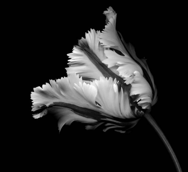 istock Monochrome parrot tulip on a black background 683983494