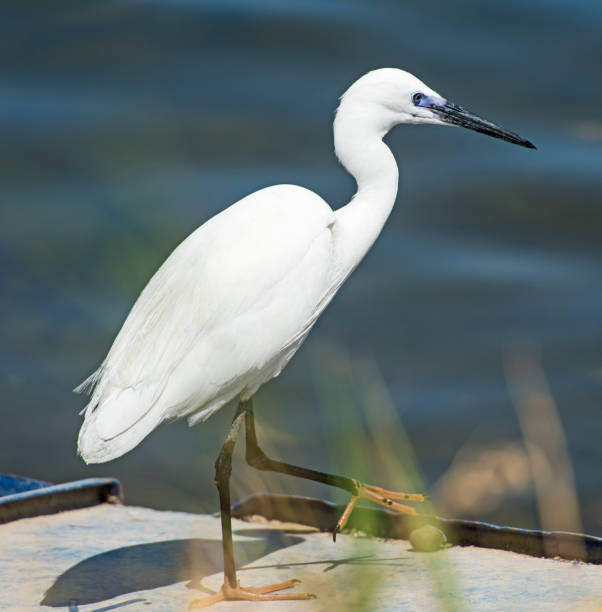 istock Little egret stood on wall of river bank 683988418