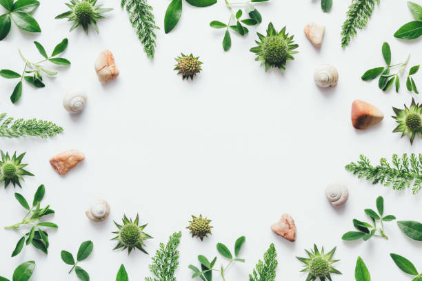 istock Green Leaves And Pebble Stones Frame 683992486