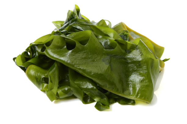 istock Laminaria (Kelp) Seaweed Isolated on White Background 683998044