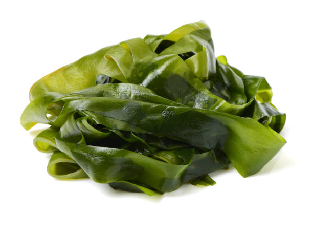 istock Laminaria (Kelp) Seaweed Isolated on White Background 683998046