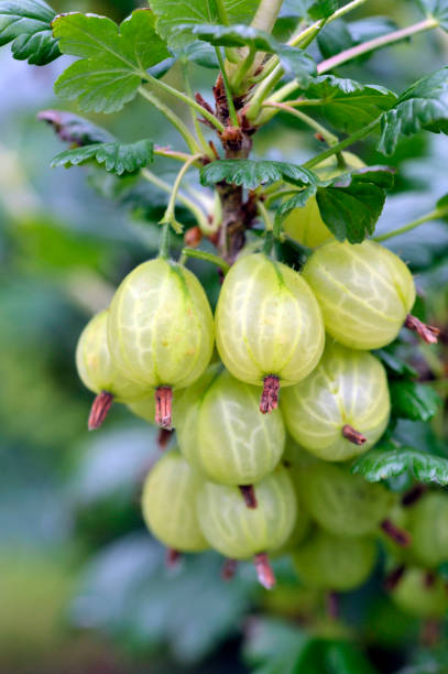 grosella espinosa - gooseberry fruit bush green fotografías e imágenes de stock