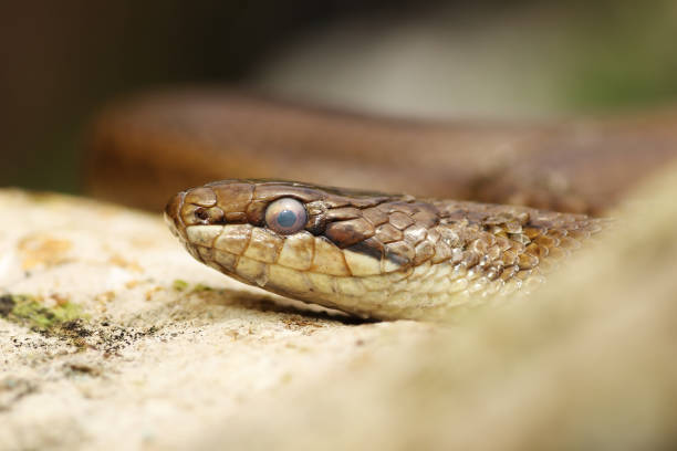 istock close up of a smooth snake 684000376