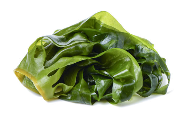 istock Laminaria (Kelp) Seaweed Isolated on White Background 684000538