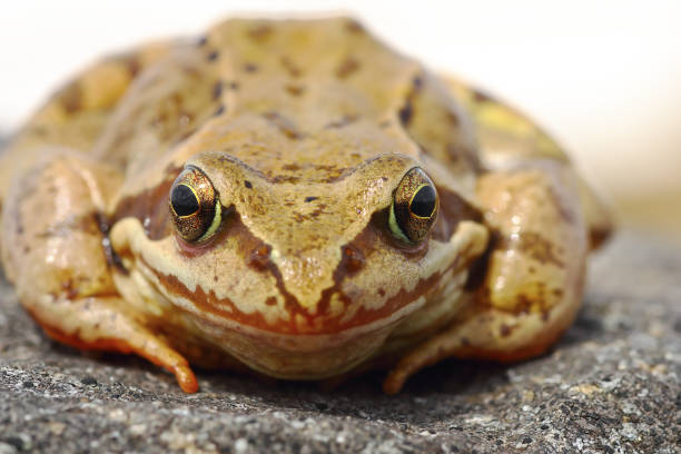 frogs survive in the fresh water lagoons of eastern Texas