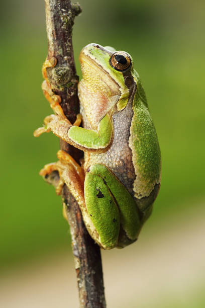 istock cute european tree frog climbing on twig 684000884