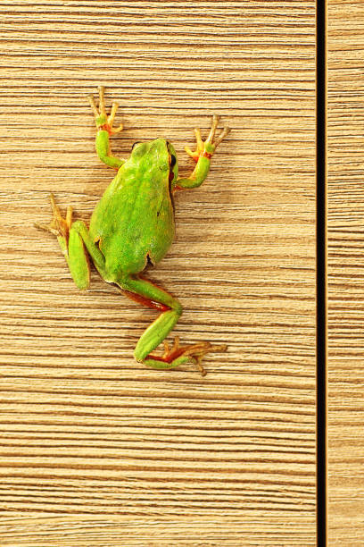 istock cute green tree frog climbing on furniture 684001016