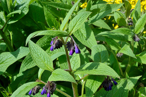 Comfrey plants flowering in a garden, genus symphytum Bocking 14 cultivar of Russian Comfrey also spelt comphrey, a herb which is prized by organic gardeners as it attracts beneficial insects and can be used in compost, as a mulch and to make natural fertilizers as well as in herbal remedies.