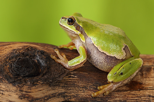 female tree frog on wooden stump ( Hyla arborea )