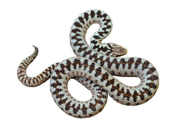 美しいヨーロッパ共通交差バイパー - snake adder viper reptile ストックフォトと画像