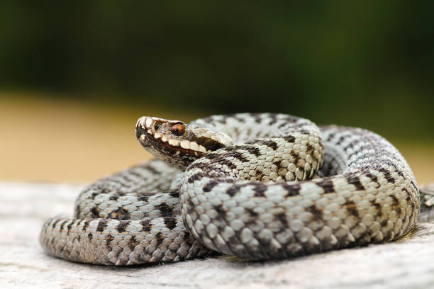 istock male common european viper basking on wood stump 684006690