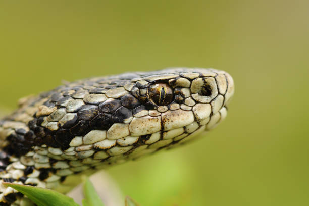 istock macro portrait of the elusive hungarian meadow viper 684006768