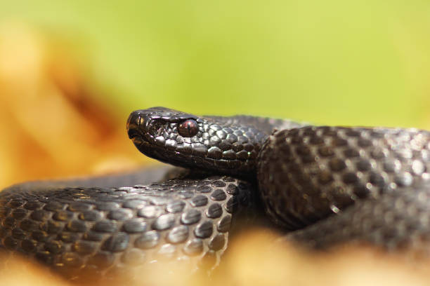 istock melanistic nikolsky viper portrait 684007084