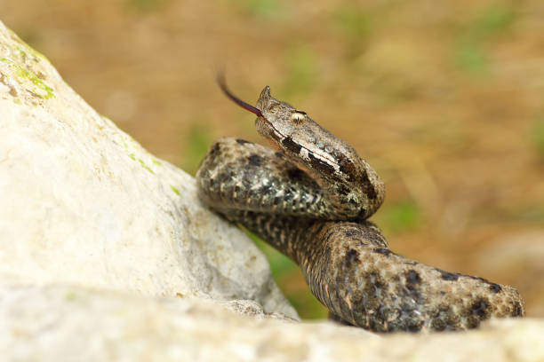 istock nose horned viper on stone, tasting the air with its tongue 684007426