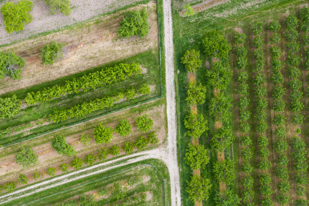 istock Aerial view of fruit tree plantation - Rheingau, Germany 684019430