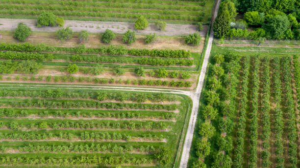 istock Aerial view of fruit tree plantation - Rheingau, Germany 684019626