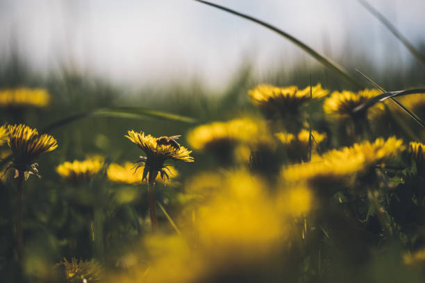 istock Yellow buttercup in sunny spring with little honeybee 684029548
