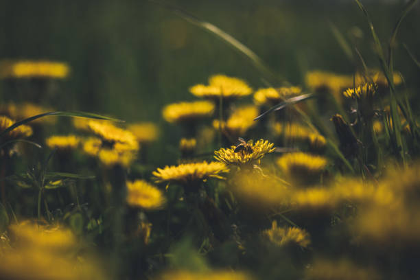 Yellow dandelion in sunny spring