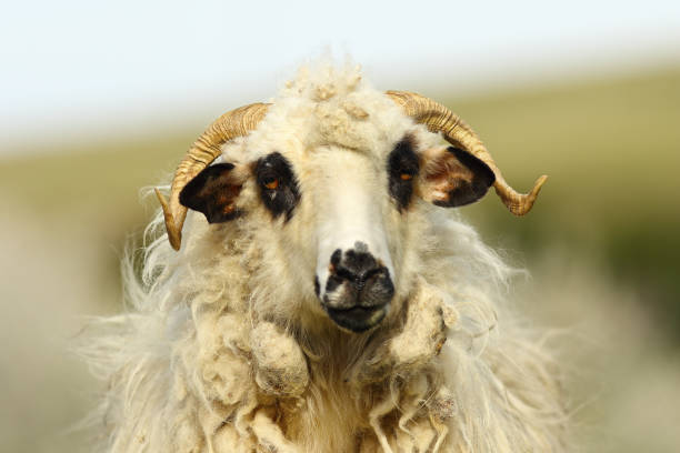 portrait of fluffy white ram portrait of fluffy white ram over out of focus background ram bighorn sheep large horned stock pictures, royalty-free photos & images