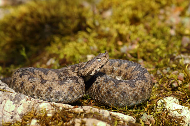 istock nose horned viper basking in natural habitat 684031288