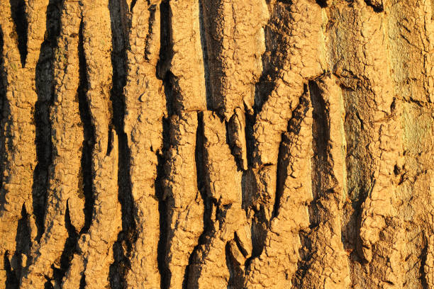 texture d'écorce d'arbre - lumber industry timber tree redwood photos et images de collection