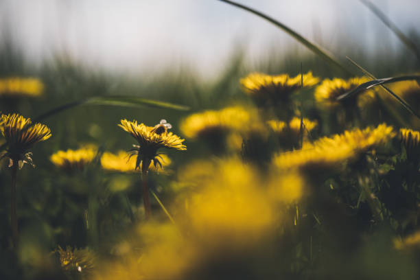 Yellow dandelion in sunny spring