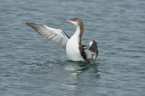 Black-throate Diver Shot in Aomori arctic loon stock pictures, royalty-free photos & images