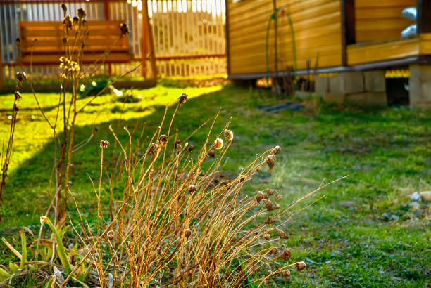 istock Last year flowers in the spring garden 684043598