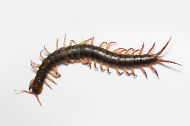 istock The Giant red Centipede dangerous animal on white background. 684055736