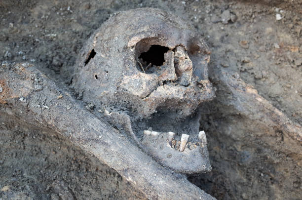 istock Archaeological excavation with skeletons 684056088