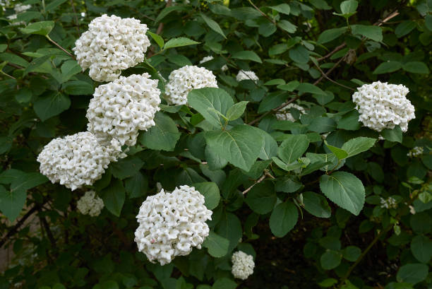 viburnum × carlcephalum - viburnum imagens e fotografias de stock