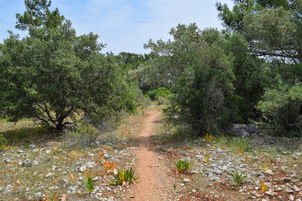 istock Phaselis Ancient City forest. Northern Necropolis - cemetery with elaborate tomb monuments. Turkey. Asia Minor 684062138