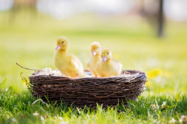 tres patitos poco en un nido de imágenes al aire libre en el parque, primavera - baby animal nest newborn lying down fotografías e imágenes de stock