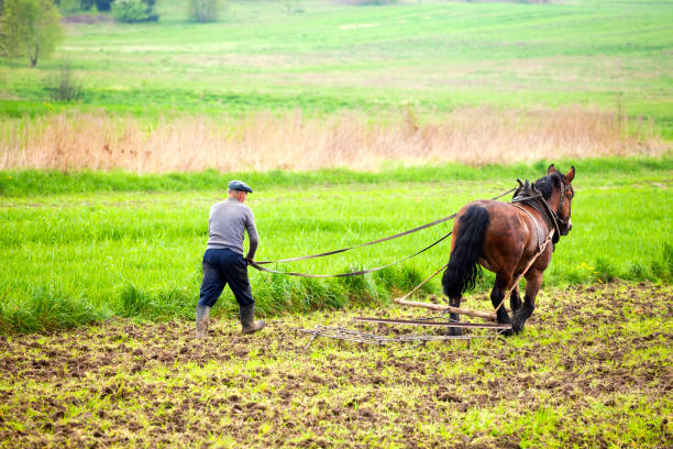 istock Farmer Plowing With Horse On Agricultural Field 684068744