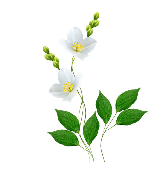 istock branch of jasmine flowers 684079242
